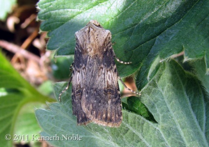 shuttle-shaped dart (Agrotis puta) Kenneth Noble